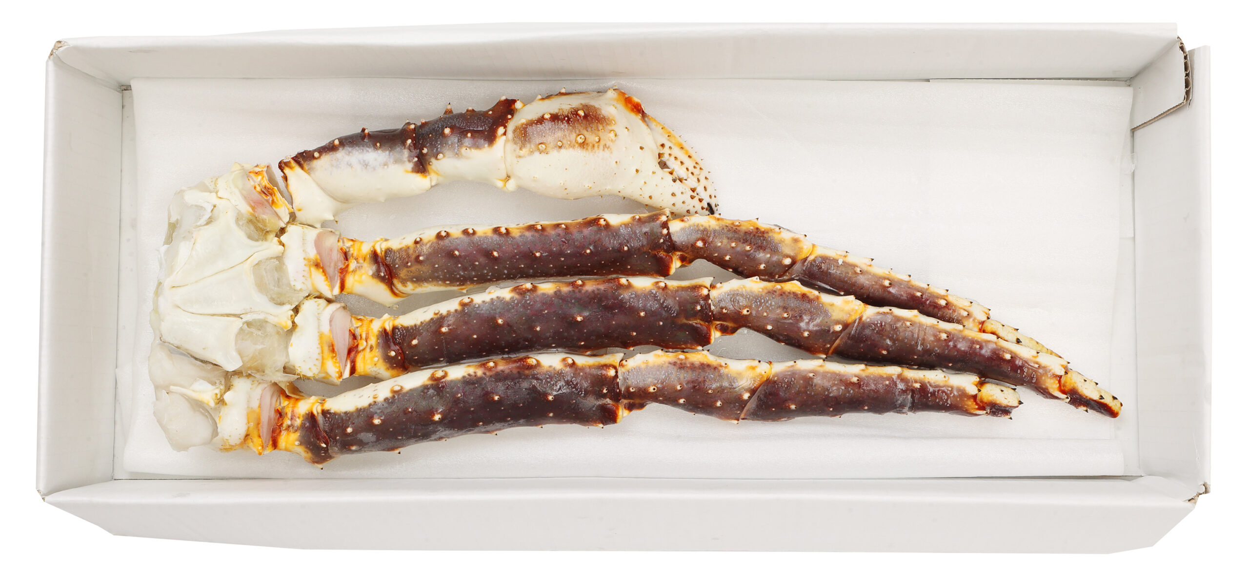 特大生たらば肩脚05